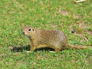 Europäischer Ziesel (Spermophilus citellus)
