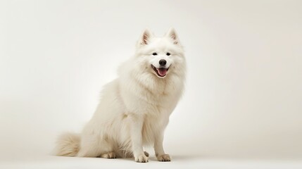 Fototapeta premium Samoyed with its fluffy white fur and smiling face, sitting happily, white background
