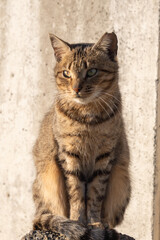 ブロックの上で凜々しくお座りしてあくびしたりしてるキジトラ柄の野良猫