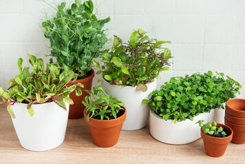 Indoor Herb Garden Kit With Fresh Green Plants