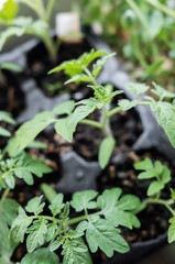 Young tomato seedling plants