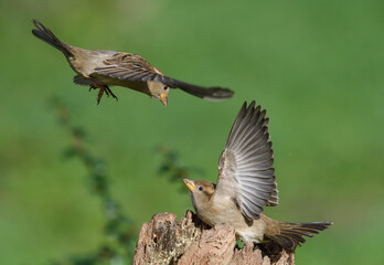 Two sparrows fighting in flight