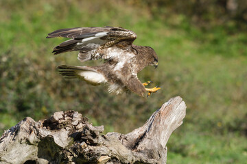 Closeup of common buzzard landing on a branch