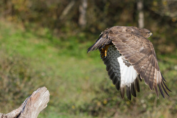 Close-up of common buzzard taking flight