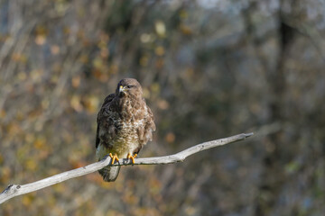 Close-up of common buzzard perched
