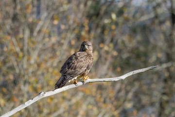 Close-up of common buzzard perched