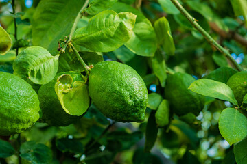 Lemon with green leaves on tree branch