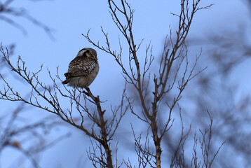 an owl sitting on a tree limb with its eyes closed