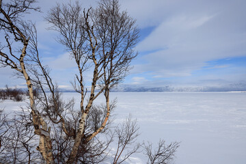 two bare trees stand in the snow by a lake covered with snow