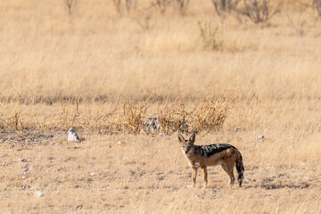 One side-striped Jackal -Canis Adustus- hunting for prey in Etosha National Park, Namibia, around sunset.