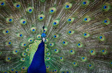 Obraz premium Full frame colorful portrait of male peacock, showing of it's tail feathers.
