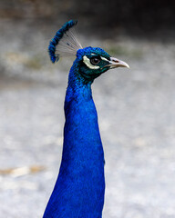 Obraz premium Head shot colorful portrait of male peacock, looking side ways showing crown.