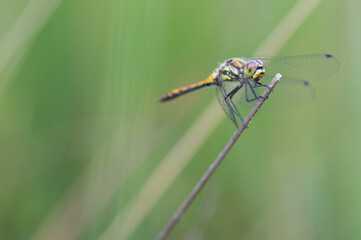 Portrait of a black darter (Sympetrum danae), Belgium