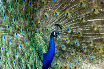 Obraz premium Full frame colorful portrait of male peacock, showing of it's tail feathers.
