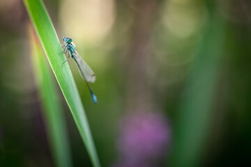 Male blue-tailed damselfly (Ischnura elegans), Belgium