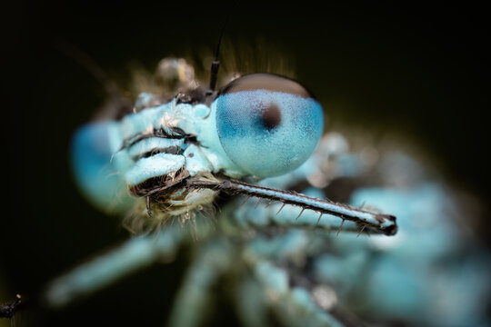 Frontal portrait of a male blue-tailed damselfly (Ischnura elegans), Netherlands