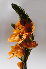 Orange star flower stem on white background. Aesthetic floral composition