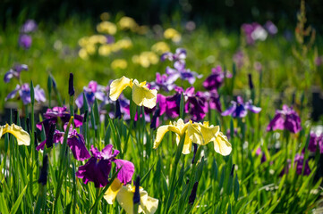 紫色と黄色の菖蒲の花
