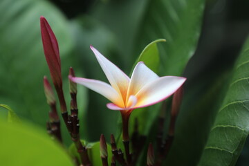 Exoticism of frangipani in Hawaii