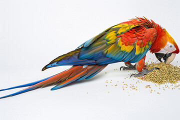 Obraz premium A beautiful full-length macaw parrot enjoying its meal of grain on a white background