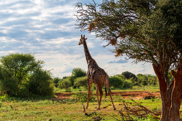 African safary giraffe again