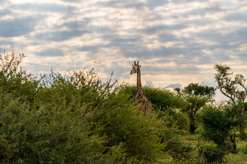 African safary giraffe