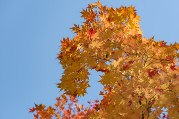 青い空と色づくモミジ