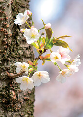 小枝に咲く桜
