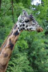 giraffe