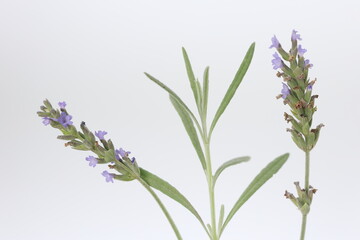bunch of lavender isolated on white background
