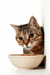 A cat peeps out from the corner, eyes fixed on a bowl of food, displaying animal emotions, isolated on white