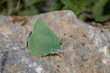 green butterfly resting on plant, Nahcevan Hairstreak, Callophrys danchenkoi
