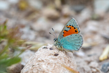 Tiny blue butterfly on plant, Romanoff's Tomares, Tomares romanovi