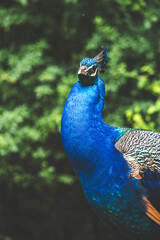Fototapeta premium proud blue peacock