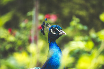 Obraz premium peacock island