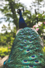 Obraz premium peacock island