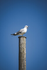 Obraz premium screaming seagull