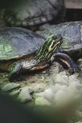 Obraz premium turtle pond