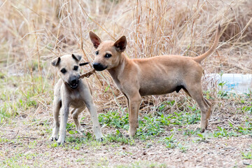 Two Puppies Playing with a Stick
