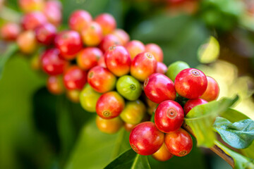 Red Coffee Beans on Branch