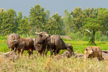 Herd of Water Buffalo in Field