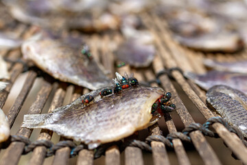 Flies on Dried Fish