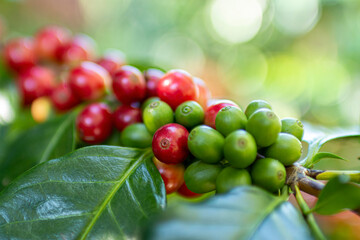 Coffee Berries on Branch