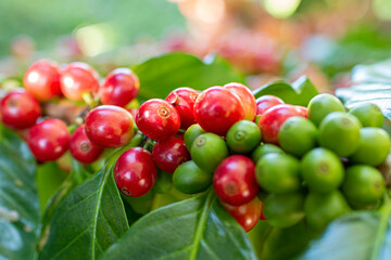 Coffee Berries on a Branch