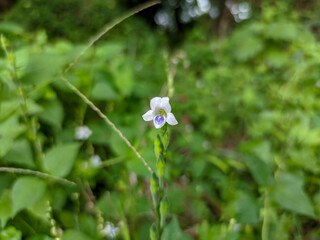 Amidst a lush green grassy backdrop, the delicate white flowers of Asystasia gangetica, also known...