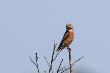 Common linnet (Linaria cannabina).  Bird in its natural environment.