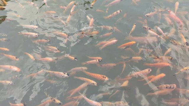 Under the bright midday sun, a school of tilapia fish moves gracefully through the water, their synchronized movements creating a mesmerizing dance.