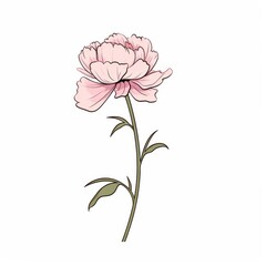 Obraz premium A single pink peony flower with stem and leaves on a white background.