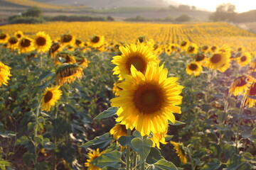 Fototapeta premium sunflowers in the field in may