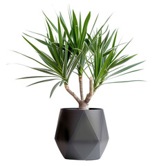 Yucca Plant in Geometric Black Planter: A tall yucca plant in a modern geometric black planter